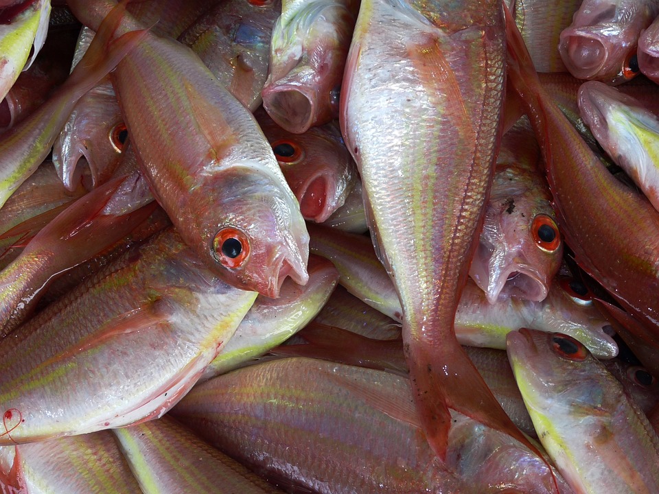 La pêche